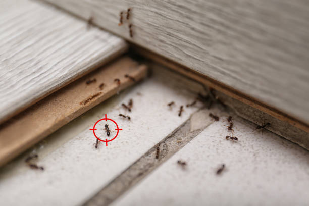 Best Emergency Pest Control  in Woodland Heights, PA